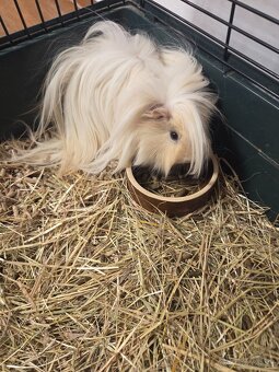 Predám krásne dlhosrsté morské prasiatka - 3