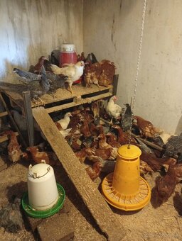 Predám kurčatá - 3