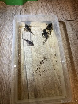 L333 Hypancistrus - 3