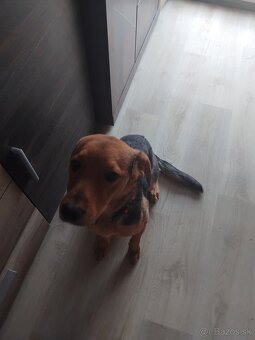 Darujem steniatko - 3