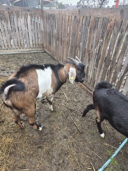 cap na pripustenie - 3