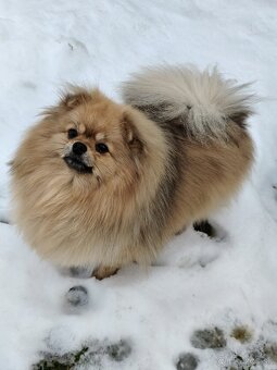 Fenka na predaj s PP - 3