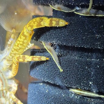 Krevetky Atyopsis Moluccensis (Bamboo Shrimp, Molucká) - 3