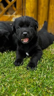 Šteniatka labrador - 3