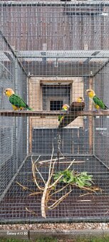 Amazonik bielobruchy - 3