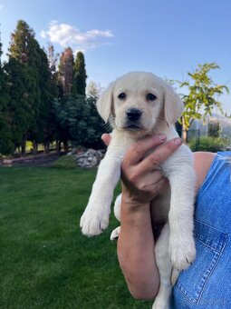 REZERVOVANÉ - Labrador Retiever - 3