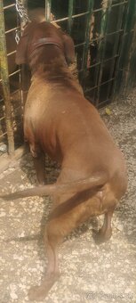 American Bully (XL) - 3