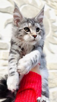 ⚜️Maine Coon s PP Mainská Myvalia - 3