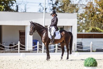 Skúsený pony B (146 cm) do drezúry, aj do parkúru - 3