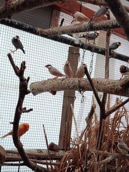 Kanáriky, zebričky, ryžovníci, holúbky - 3