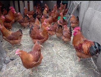 Násadové vajcia Hempšírka - 3