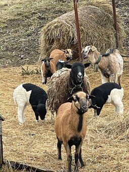 Predám ovečku s jahniatkami. - 3