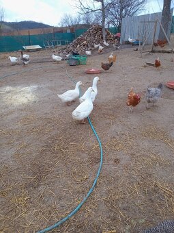 Brojlerové káčatká - 3