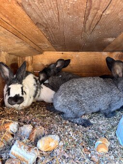 Mam napredaj kraliky oten NOS - 3