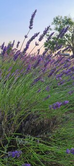 Levandula-lavande-veĺká 70cm-samozber - 3