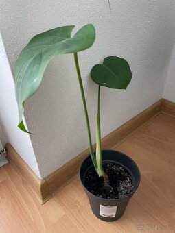 Monstera - 3