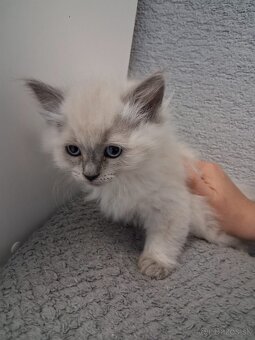 Ragdoll mačiatka na predaj - 3