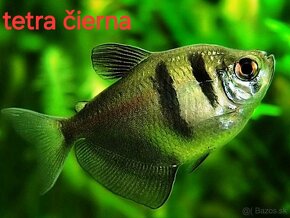 Predám akvarijné rybičky - 3