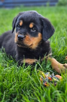 Rotvajler,rotveiler,rotvailer,rotwailer,rotweiler na predaj. - 3