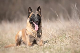 Belgický ovčiak malinois - 3