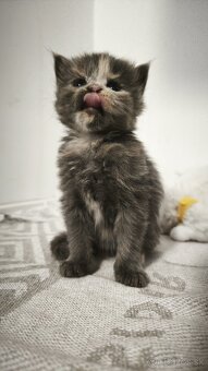 Maine coon mačička mco Mainska myvalia - 3