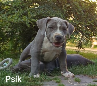 Americký stafordšírský teriér, American Bully XL - 3