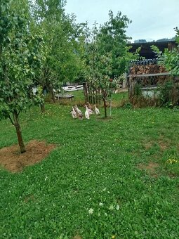 Indické bežce - 3