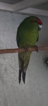 Predam kakariky - 3