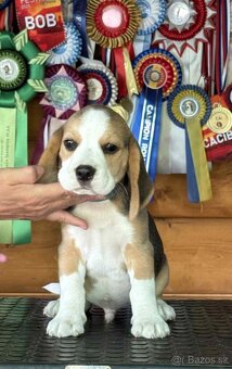 Bigel, bigl, beagle s PP - 3