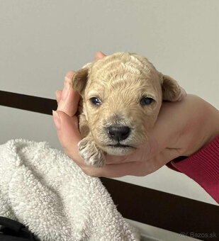Bichpoo - 3