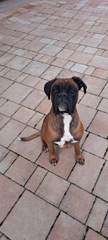 Krytie. Nemecky boxer. - 3