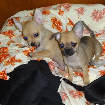 čivava krátkosrstá - 3