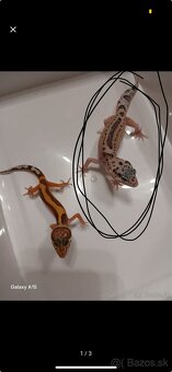 Predam Gekončiky - 3