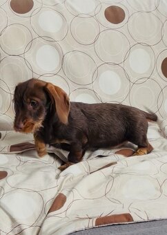 Jazvečík drôtosrstý kraličí, trpasličí - 3