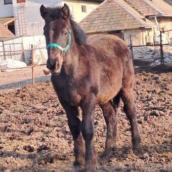 chladnokrvné žriebä na predaj - 3