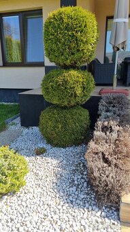 Predám Tuje Smaragd v kvetináči od 150cm-185cm - 3