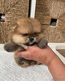 Pomeranian mini Boo - 3