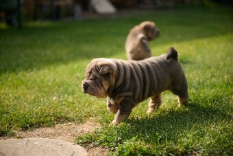 Sharpei šarpej - 3