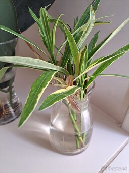 Panašovaný oleander, zakorenený odrezok, iba osobný odber BA - 3