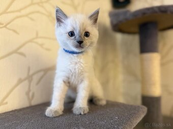 Ragdoll mačiatka - 3