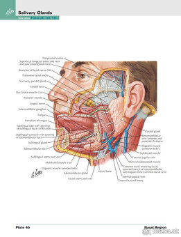Netterov anatomický atlas človeka (CZ+EN) - 3