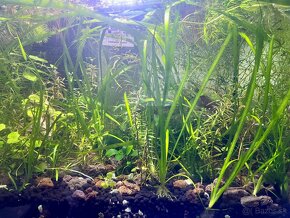 Akvarijné rastliny - 3