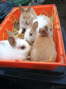 Zakrsli zajačik - 3