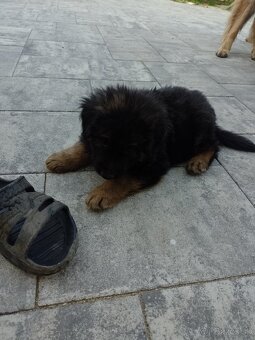 Nemecký ovčiak šteniatka - 3