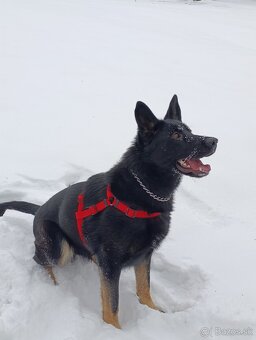 Nemecký ovčiak - 3