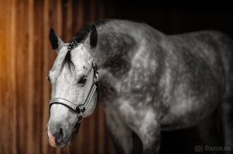 Pripúšťanie QH žrebcom - 3