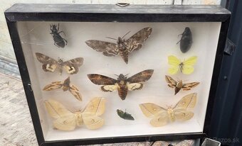 Zbierka motýľov,chrobákov - 3