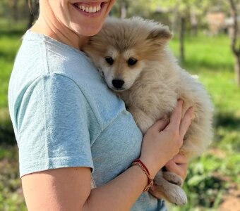 Pomsky - 3