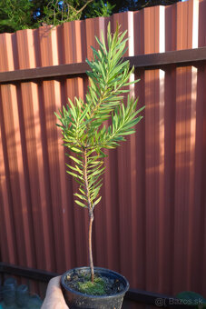 Leucadendron orientale - 3