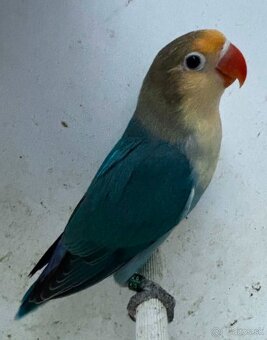 Agapornis fischer - 3